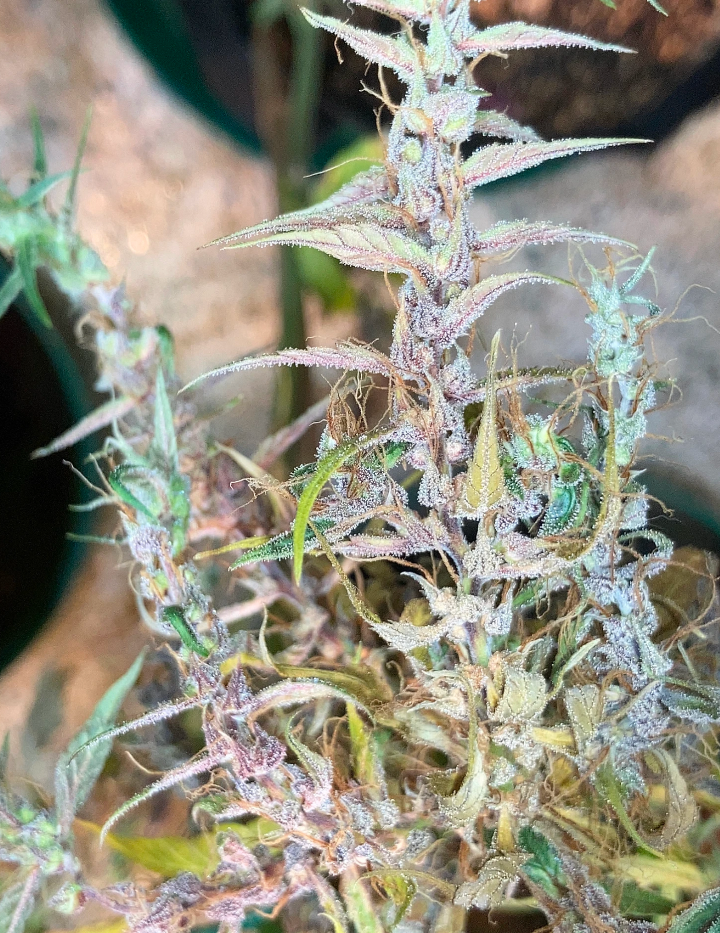 Laos Landrace - MMS