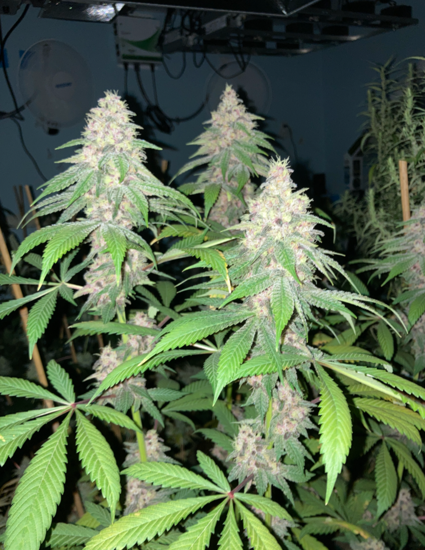 Silver Sword - Aloha Island Genetics