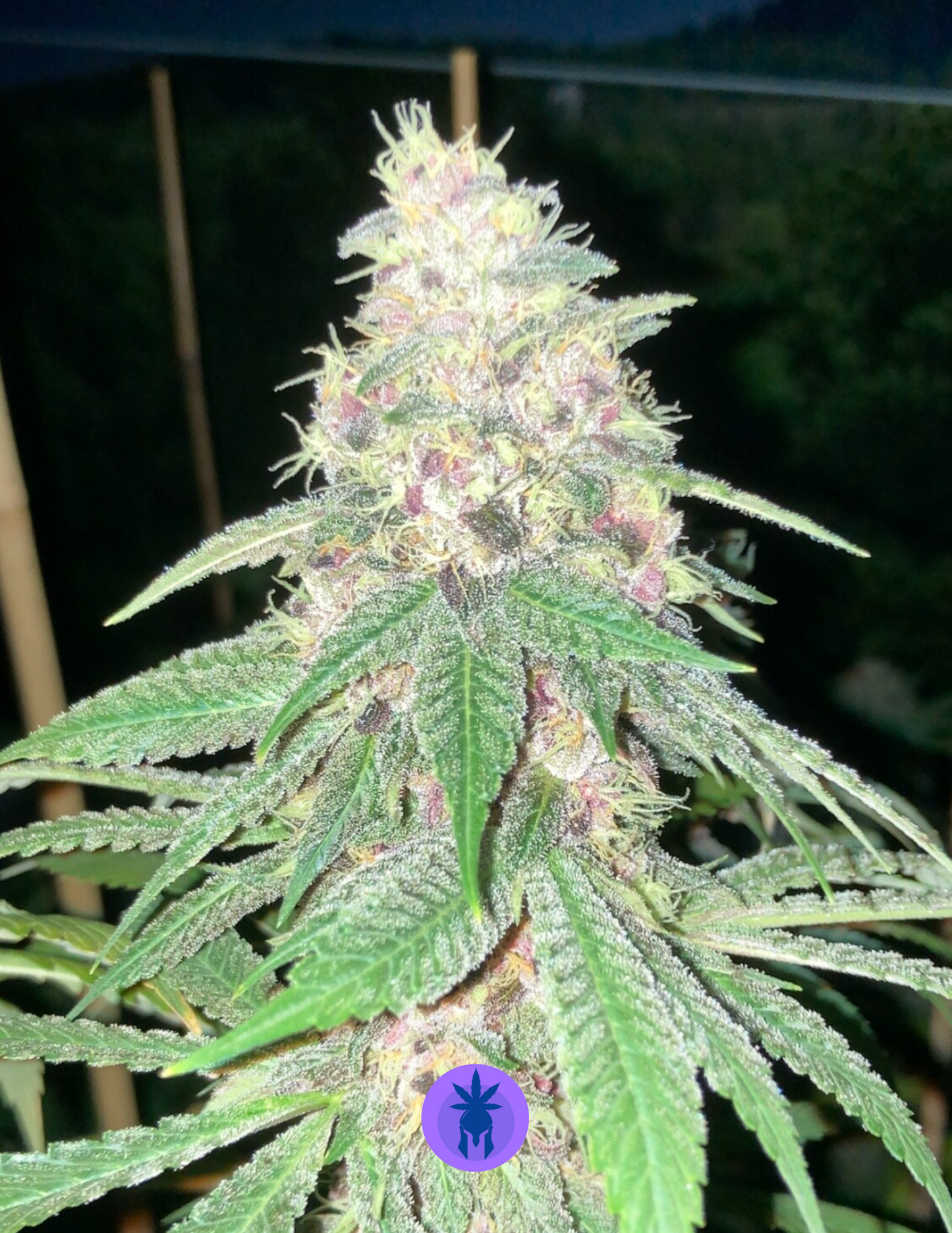 Silver Sword - Aloha Island Genetics